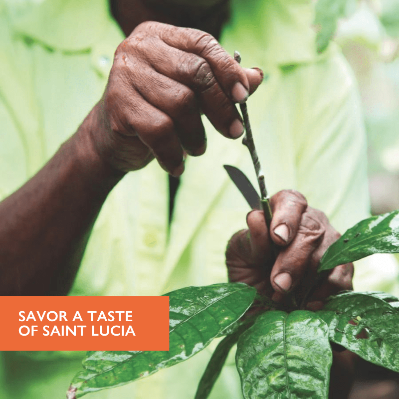 Saint Lucian Island Growers 50% Milk - Hotel Chocolat - Hotel Chocolat