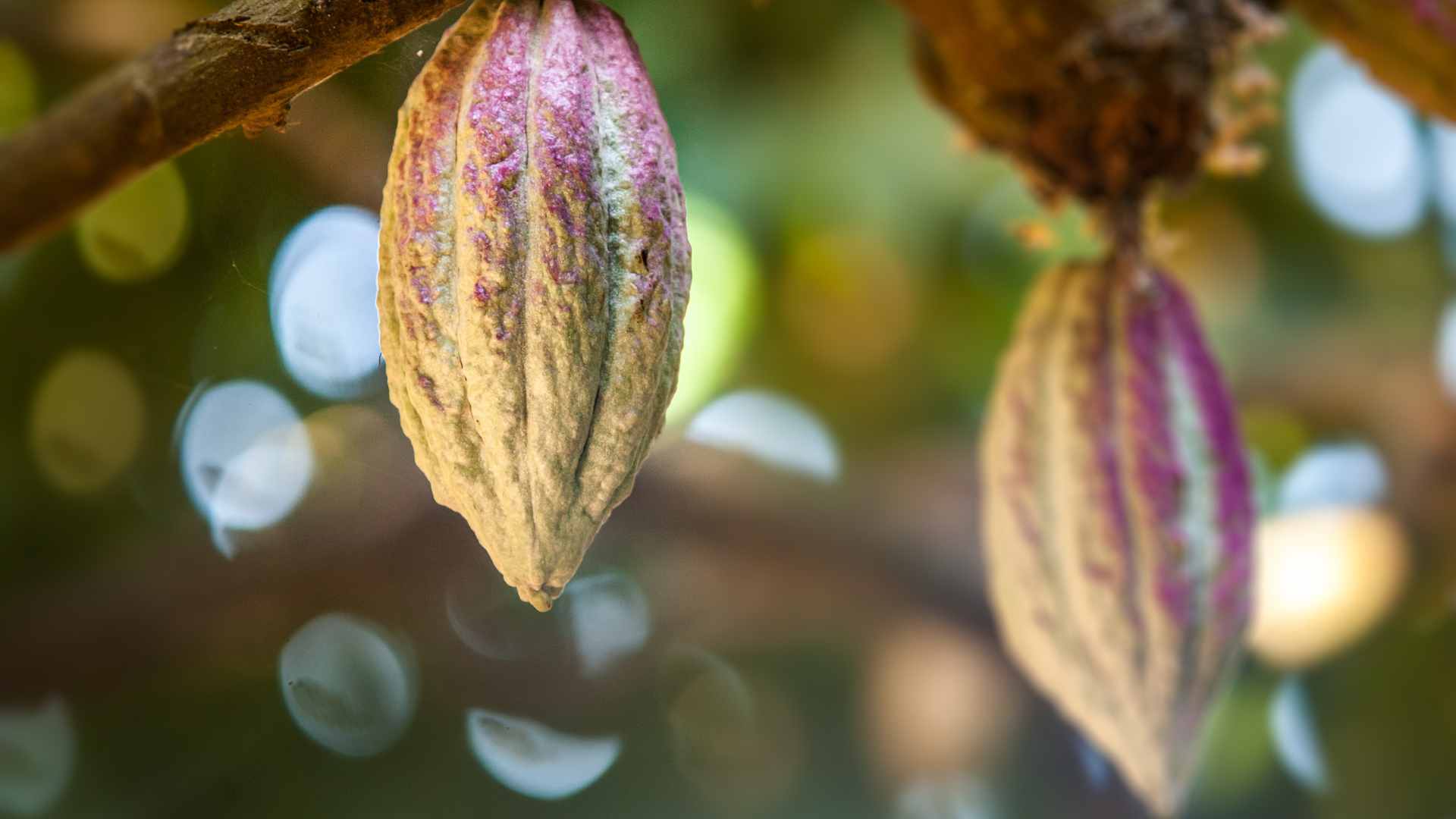 Cocoa pods hanging from a tree with soft focus. | Hotel Chocolat